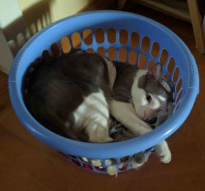 why cats meow